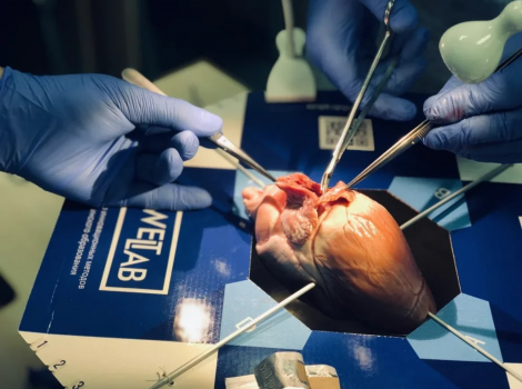 Образовательный центр WETLAB | Обучение кардиохирургии в формате WETLAB